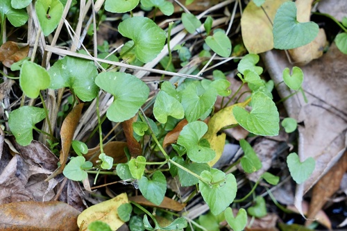 Viola verecunda (North China violet) — photo