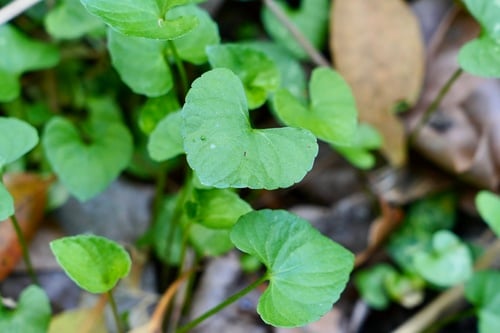 Viola verecunda