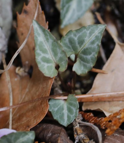 Viola violacea — photo