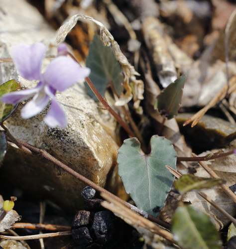 Viola violacea — photo