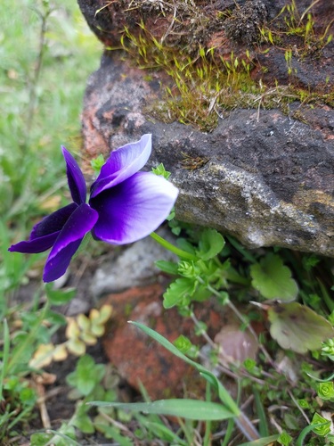 Viola x wittrockiana (Pansy) — photo