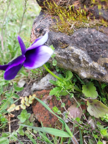 Viola x wittrockiana (Pansy) — photo