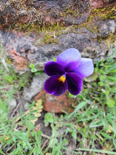 Viola x wittrockiana