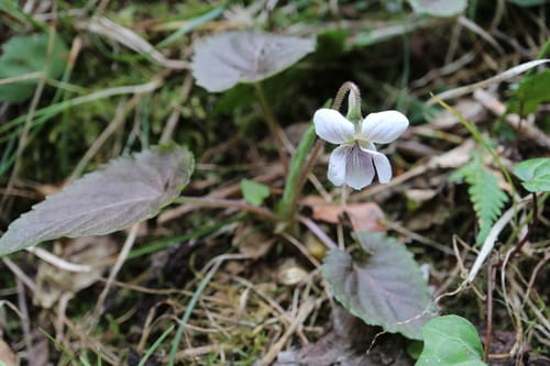 Viola yezoensis (Chinese violet) — photo