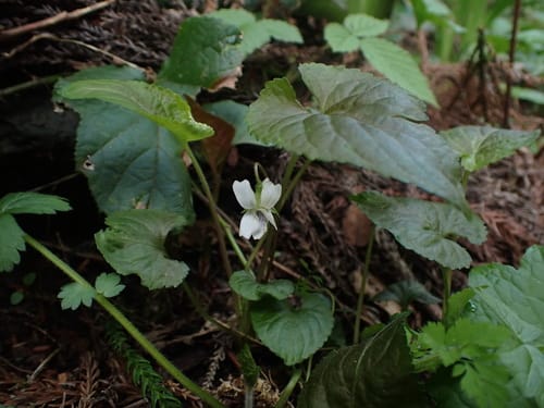 Viola yezoensis (Chinese violet) — photo