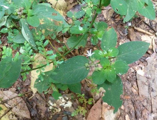 Virectaria procumbens