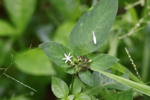 Virectaria procumbens — photo