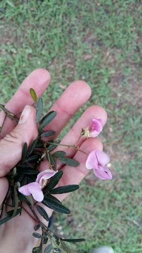 Virgilia divaricata — photo