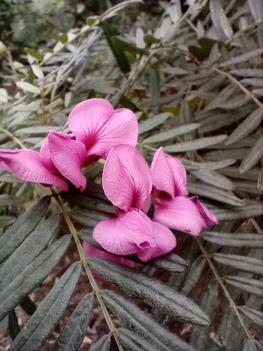 Virgilia divaricata