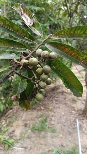 Virola carinata (Carinate virola) — photo