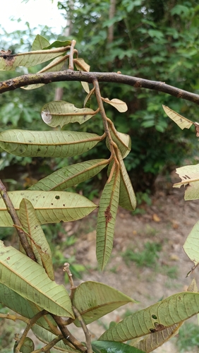 Virola carinata