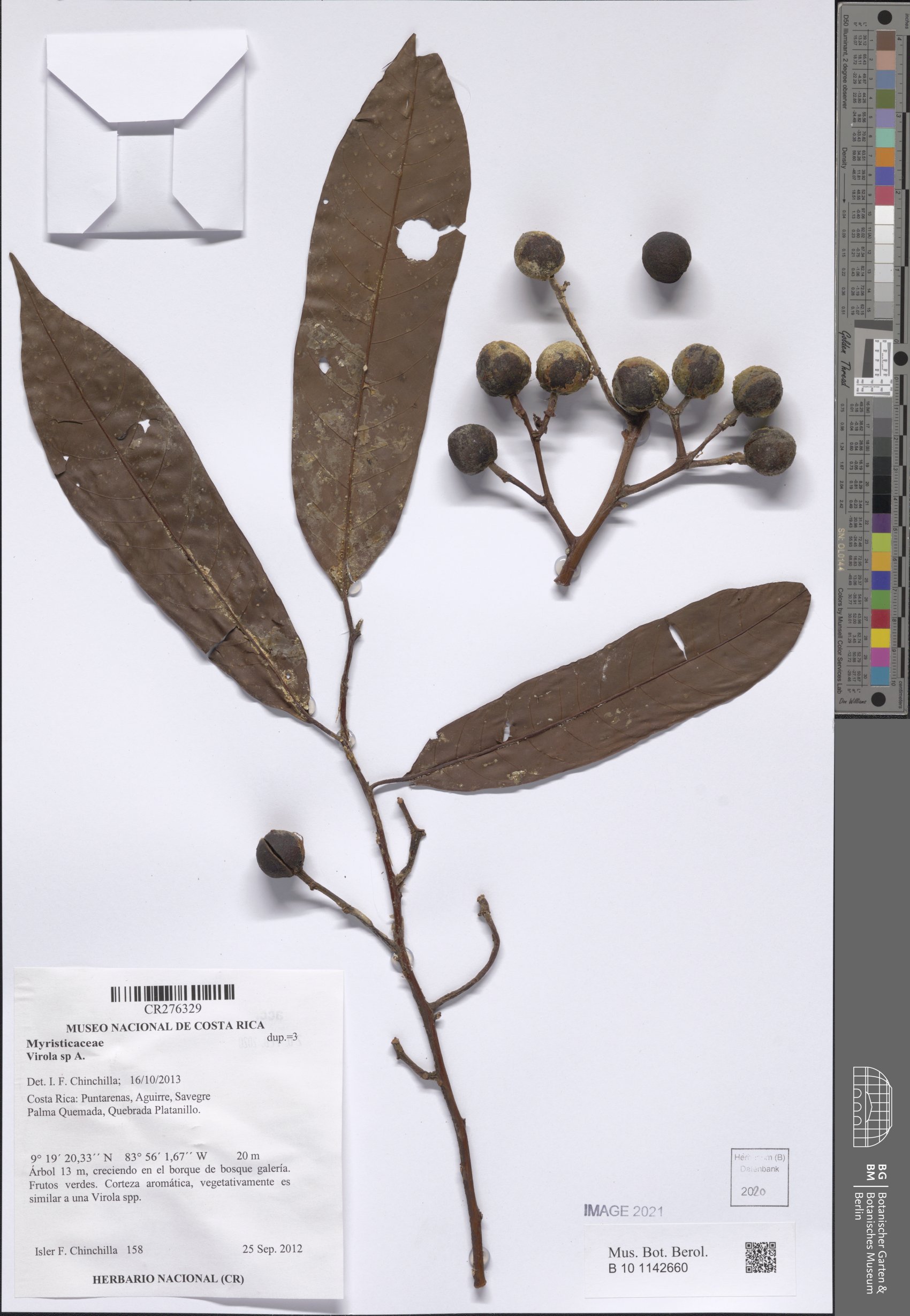 Virola guatemalensis