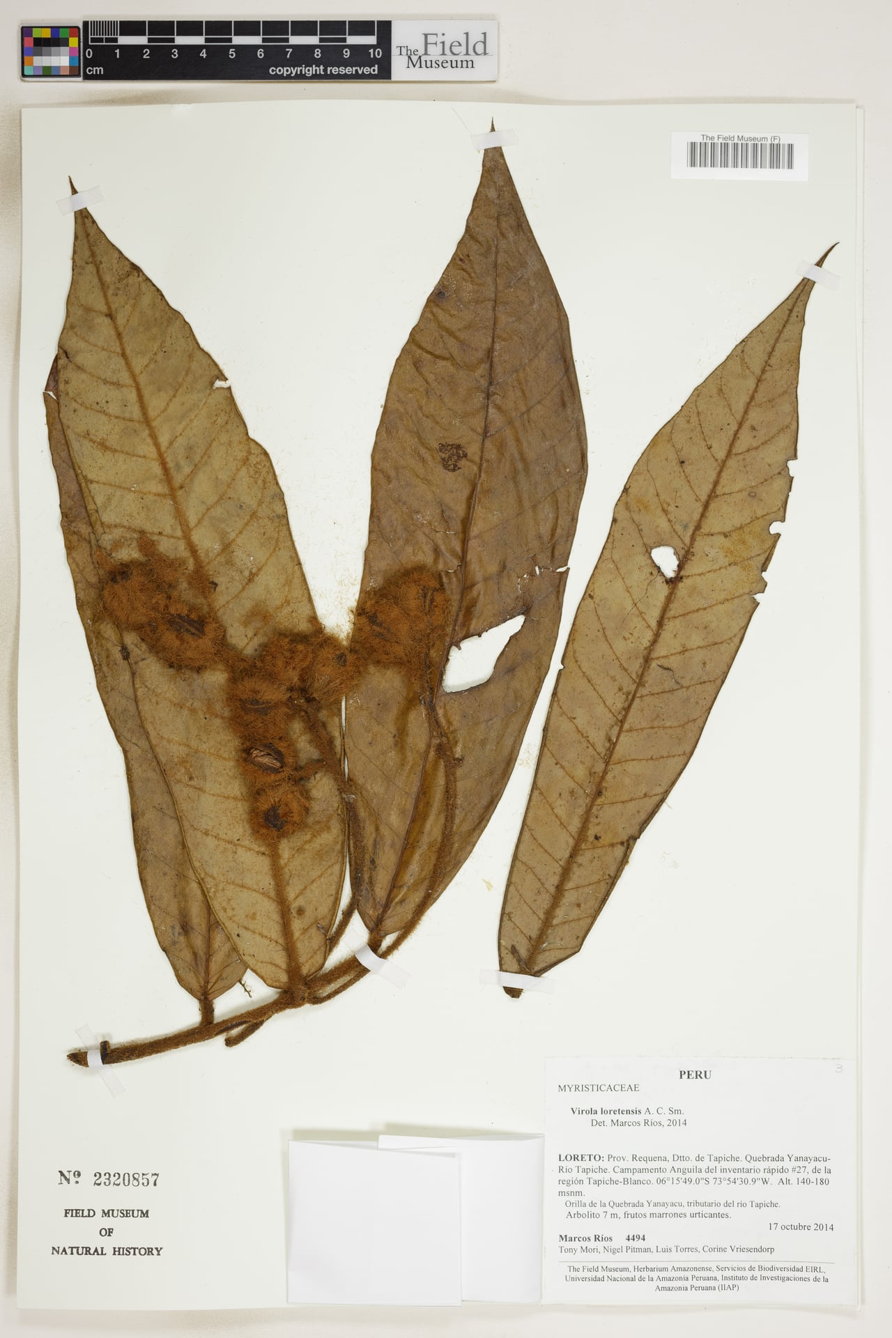 Virola loretensis — photo