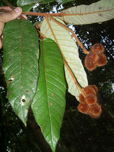 Virola loretensis — photo