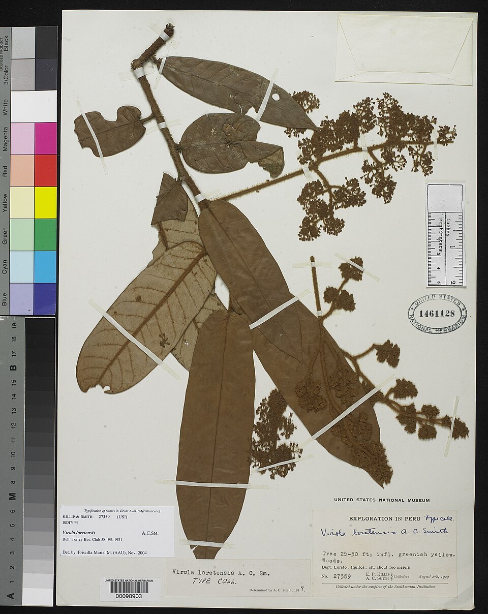 Virola loretensis
