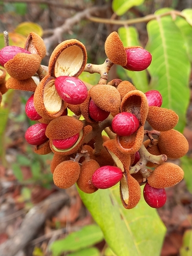 Virola sebifera (Pintri) — photo