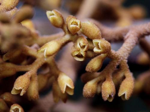 Virola sebifera (Pintri) — photo