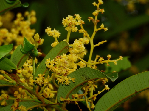 Virola surinamensis (White ucuba) — photo