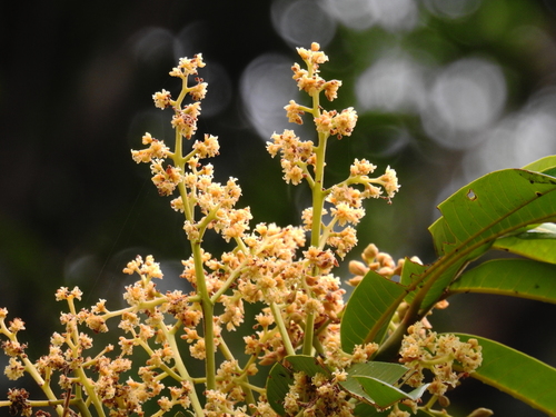 Virola surinamensis (White ucuba) — photo