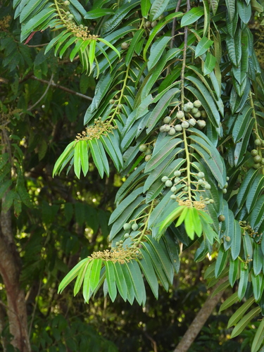 Myristicaceae