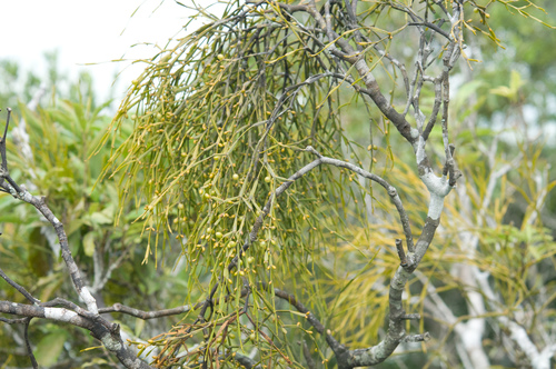 Viscum articulatum (Mistletoe) — photo