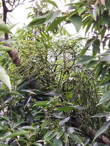Viscum articulatum (Mistletoe) — photo