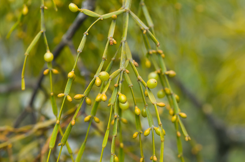 Viscum articulatum