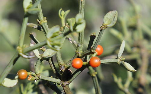 Viscum rotundifolium (Red-berried mistletoe) — photo
