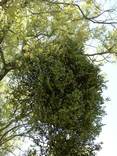 Viscum rotundifolium (Red-berried mistletoe) — photo