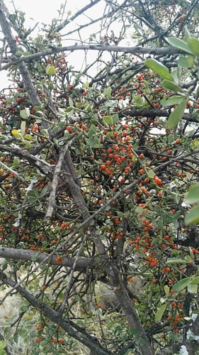Viscum rotundifolium
