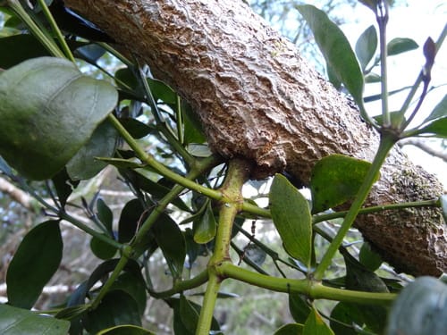 Viscum triflorum — photo