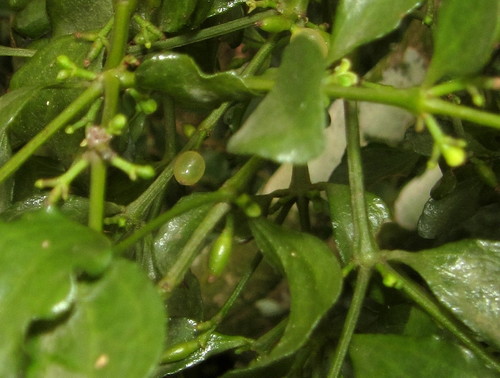 Viscum triflorum