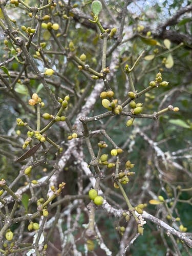 Viscum tuberculatum — photo