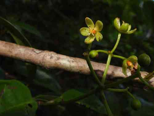Vismia cayennensis — photo