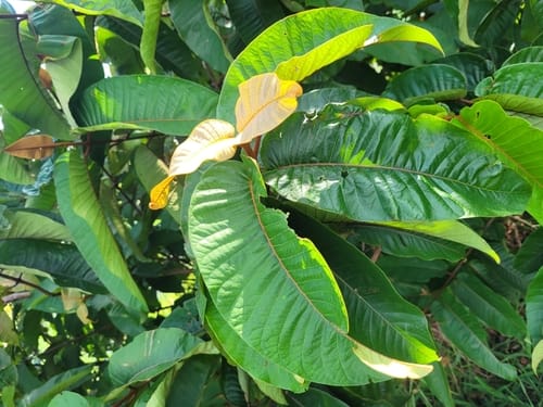 Vismia macrophylla — photo