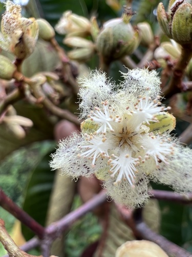 Vismia macrophylla