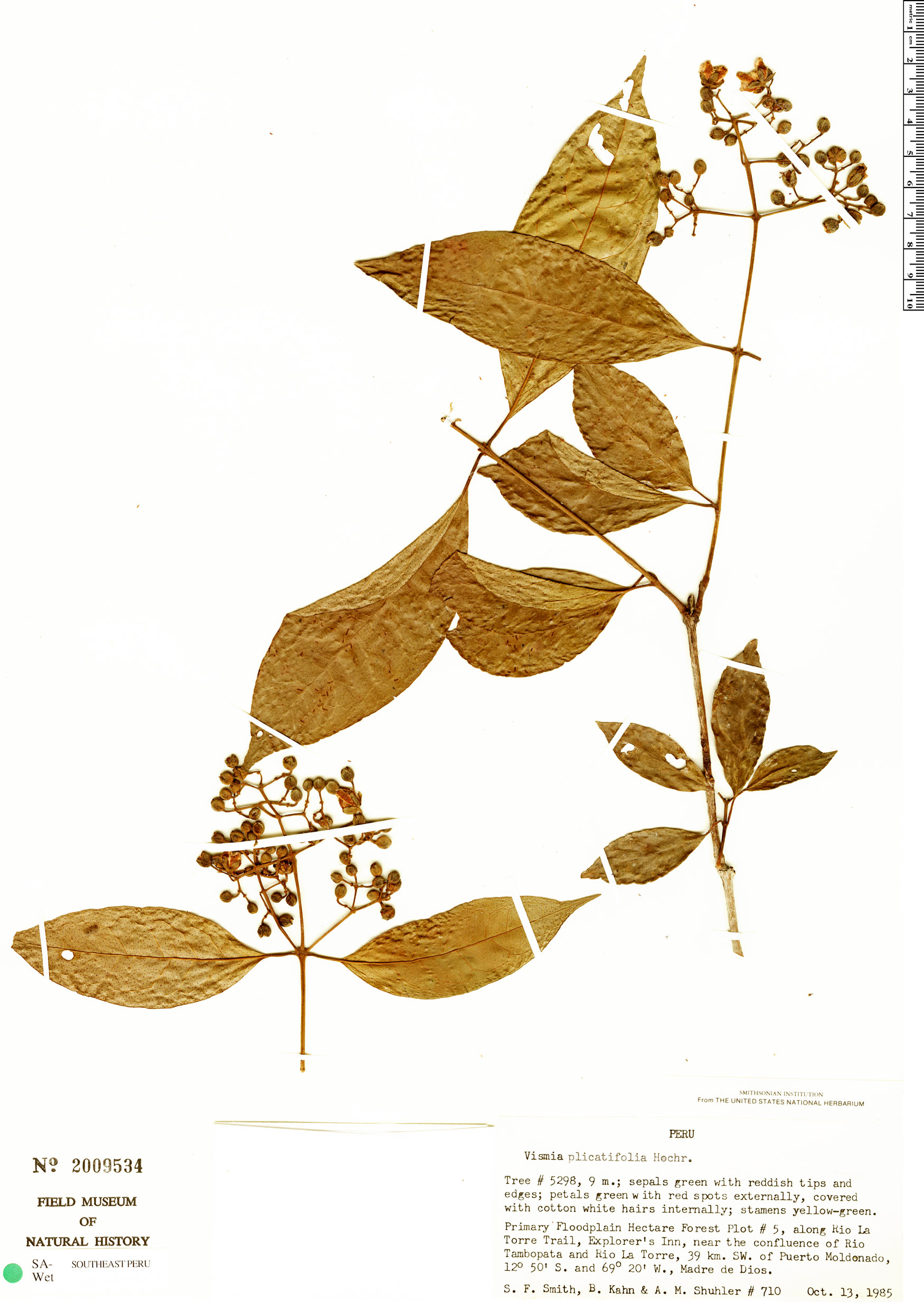 Vismia plicatifolia — photo