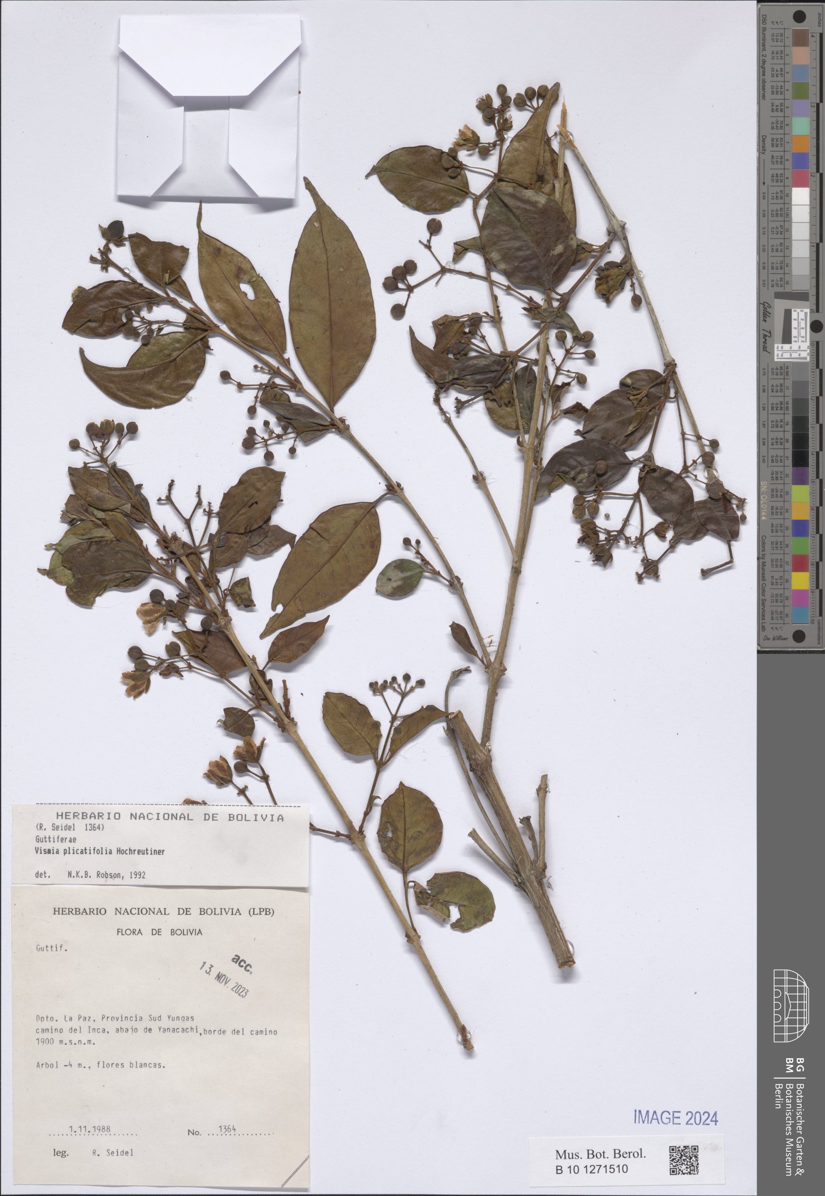 Vismia plicatifolia