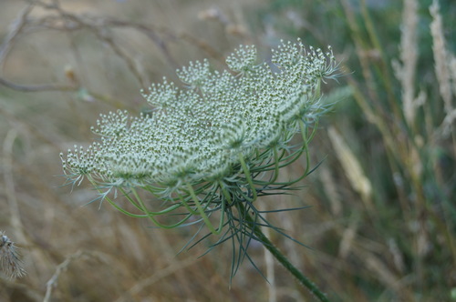 Visnaga daucoides (Visnaga) — photo