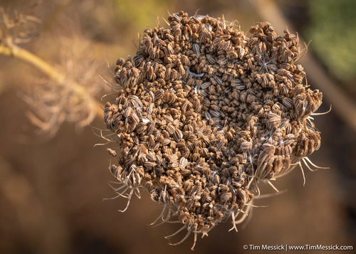 Visnaga daucoides (Visnaga) — photo
