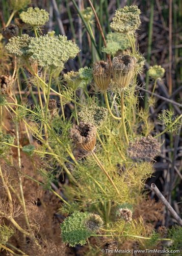 Visnaga daucoides