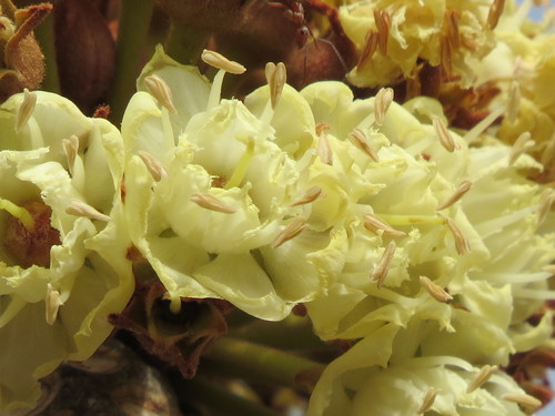 Vitellaria paradoxa subsp. nilotica (Shea butter tree) — photo