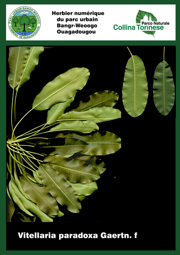 Vitellaria paradoxa subsp. nilotica (Shea butter tree) — photo
