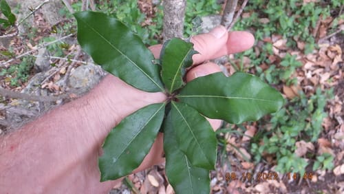 Vitellariopsis marginata (Natal bush milkwood) — photo