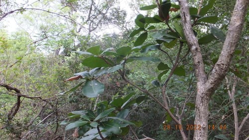 Vitellariopsis marginata (Natal bush milkwood) — photo
