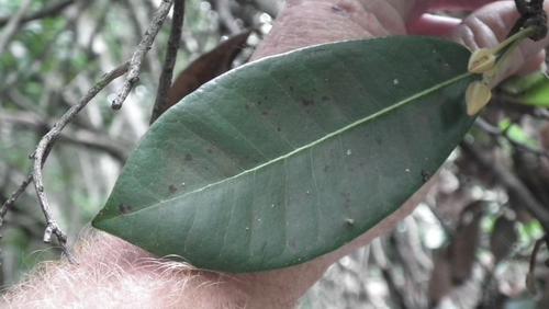 Vitellariopsis marginata
