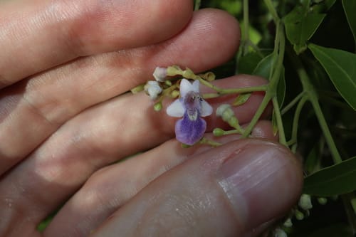 Vitex acuminata (Bush grape) — photo