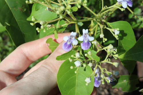 Vitex acuminata