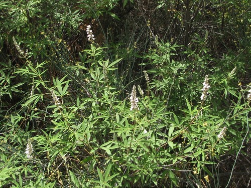 Vitex agnus-castus (Chaste bean) — photo