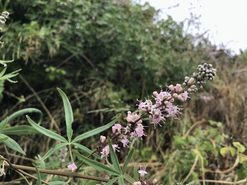 Vitex agnus-castus (Chaste bean) — photo